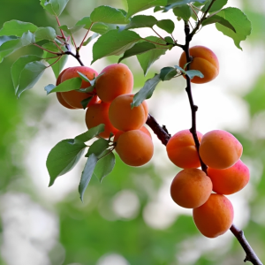 Sweet Apricot Fruit Seeds - 3 Seeds