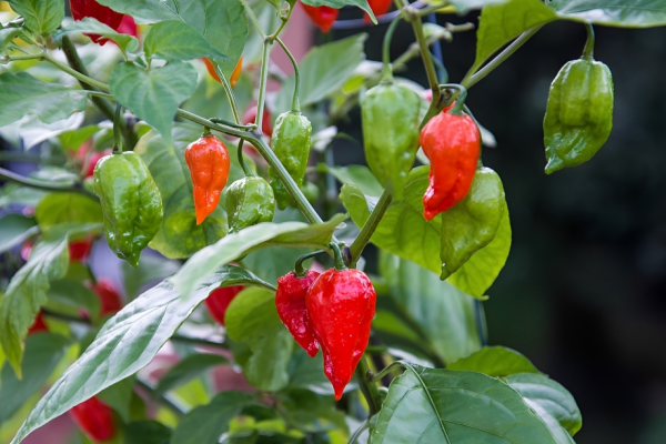 Naga Chili Seeds 12pcs - Green Naga Chili Seeds - 12 pcspepper or Naga pepper seeds Germination Rate: 70-90% Cultivation can be done throughout the year in the climate of our country The tub can easily be installed on a balcony or roof where it gets the sun Peppers begin to grow after 40-65 days of planting If protected from too much rain and too much sun, pepper can be obtained from one plant for up to 3/4 years. Easy to Grow Can be grown any climate/weather conditions Do not use for food, feed, or oil purposes Seeds are only for agriculture and plantation purpose Best Suitable for Home Garden, Terrace Gardening, Grow Bag Cultivation, Kitchen Gardening