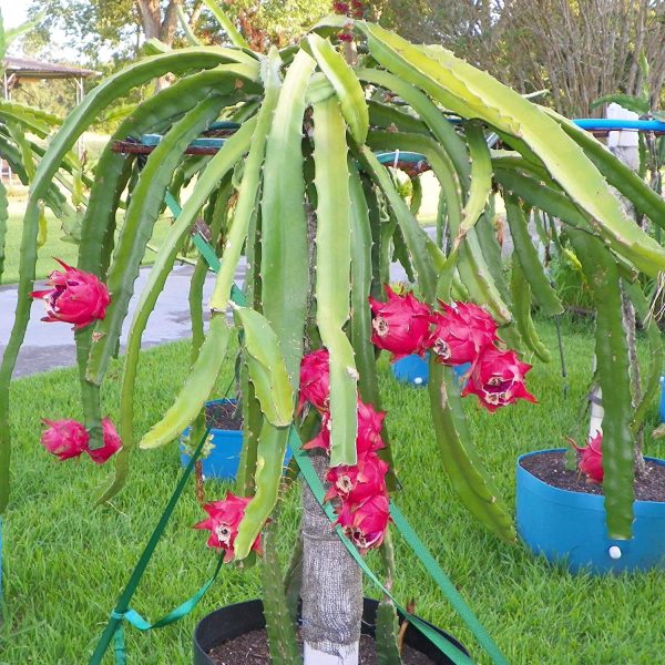 Dragon Fruit Live Plant - 05 pcs Red Dragon Plant With Root (8-12 inch Plant))