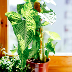 Syngonium plant indoor and outdoor plant 1 pcs