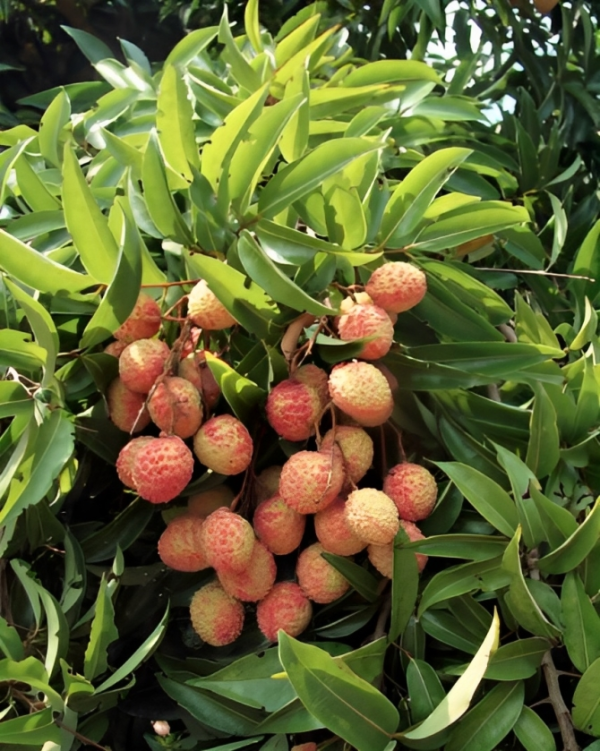 Bhomby Litchi Tree 1 pic