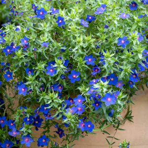 Blue daze flower plant indoor and outdoor plant with tub and soil 1 piece
