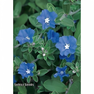 Blue daze flower plant indoor and outdoor plant with tub and soil 1 piece