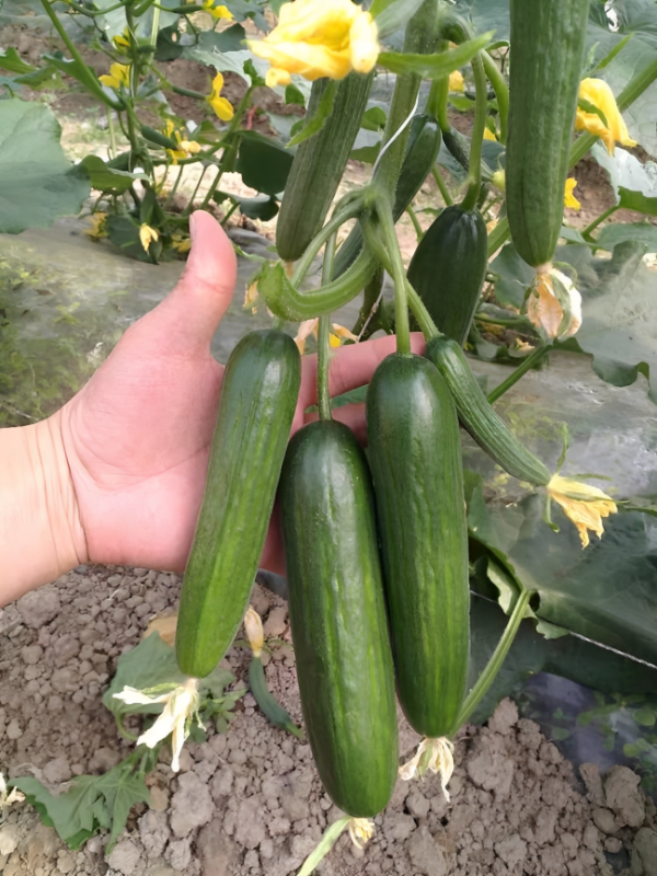 Indeterminate Hybrid F1 Cucumber(Multy Fruit) 50 Seeds Pack