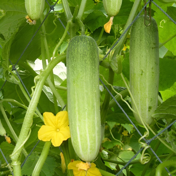 Indeterminate Hybrid F1 Cucumber(Multy Fruit) 50 Seeds Pack