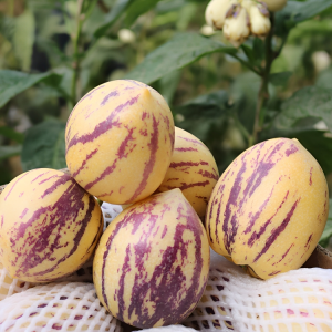Global Pepino Melon Pear Seeds - 15+ Seeds Exotic Fruit Seeds