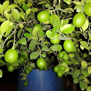 Kagoji Lemon Hybrid seeds 8 pice