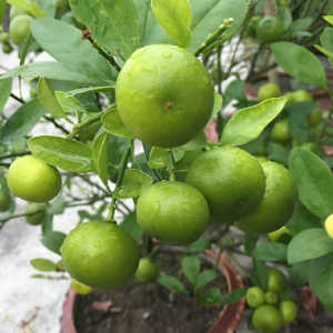 Kagoji Lemon Hybrid seeds 8 pice