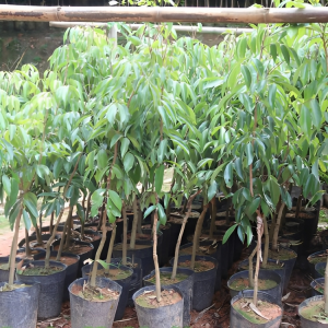 China-3 Litchis Tree Grafting Plant