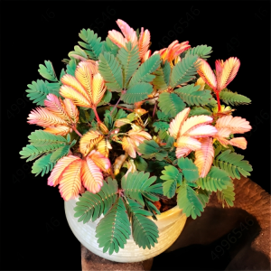 exotic mimosa flowers leaves shy grass sensitive bonsai plants & seeds perennial potted family garden