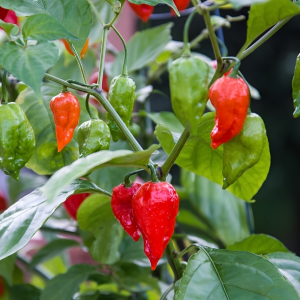 Naga Chili Seeds 12pcs - Green Naga Chili Seeds - 12 pcspepper or Naga pepper seeds Germination Rate: 70-90% Cultivation can be done throughout the year in the climate of our country The tub can easily be installed on a balcony or roof where it gets the sun Peppers begin to grow after 40-65 days of planting If protected from too much rain and too much sun, pepper can be obtained from one plant for up to 3/4 years. Easy to Grow Can be grown any climate/weather conditions Do not use for food, feed, or oil purposes Seeds are only for agriculture and plantation purpose Best Suitable for Home Garden, Terrace Gardening, Grow Bag Cultivation, Kitchen Gardening