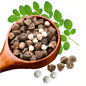 ODC-3 Moringa Seeds (Indian) - 10 Seeds