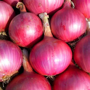 Red Onion Seeds - 500gm