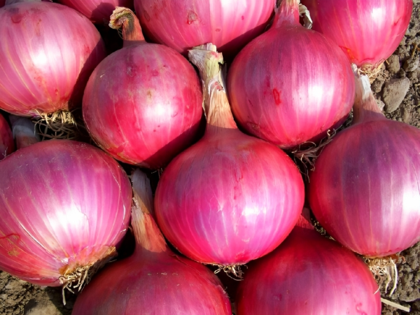 Red Onion Seeds - 500gm