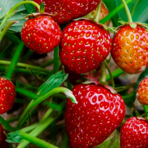 Red Strawberry Imported Global Seeds -29+ pcs Seeds