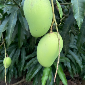 Thai Baromashi Katimon Mango Tree - Seeds