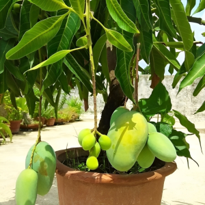 Thai Baromashi Katimon Mango Tree - Seeds