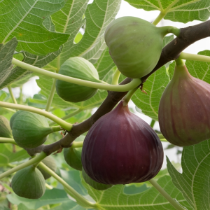 Rare Tropical Fig Bonsai Mini Fig Tree Bonsai Plant Seed Bonsai Rare Fruit Bonsai For Home Planting Germination - Seeds