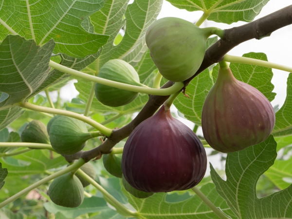 Rare Tropical Fig Bonsai Mini Fig Tree Bonsai Plant Seed Bonsai Rare Fruit Bonsai For Home Planting Germination - Seeds