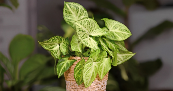Syngonium plant indoor and outdoor plant 1 pcs