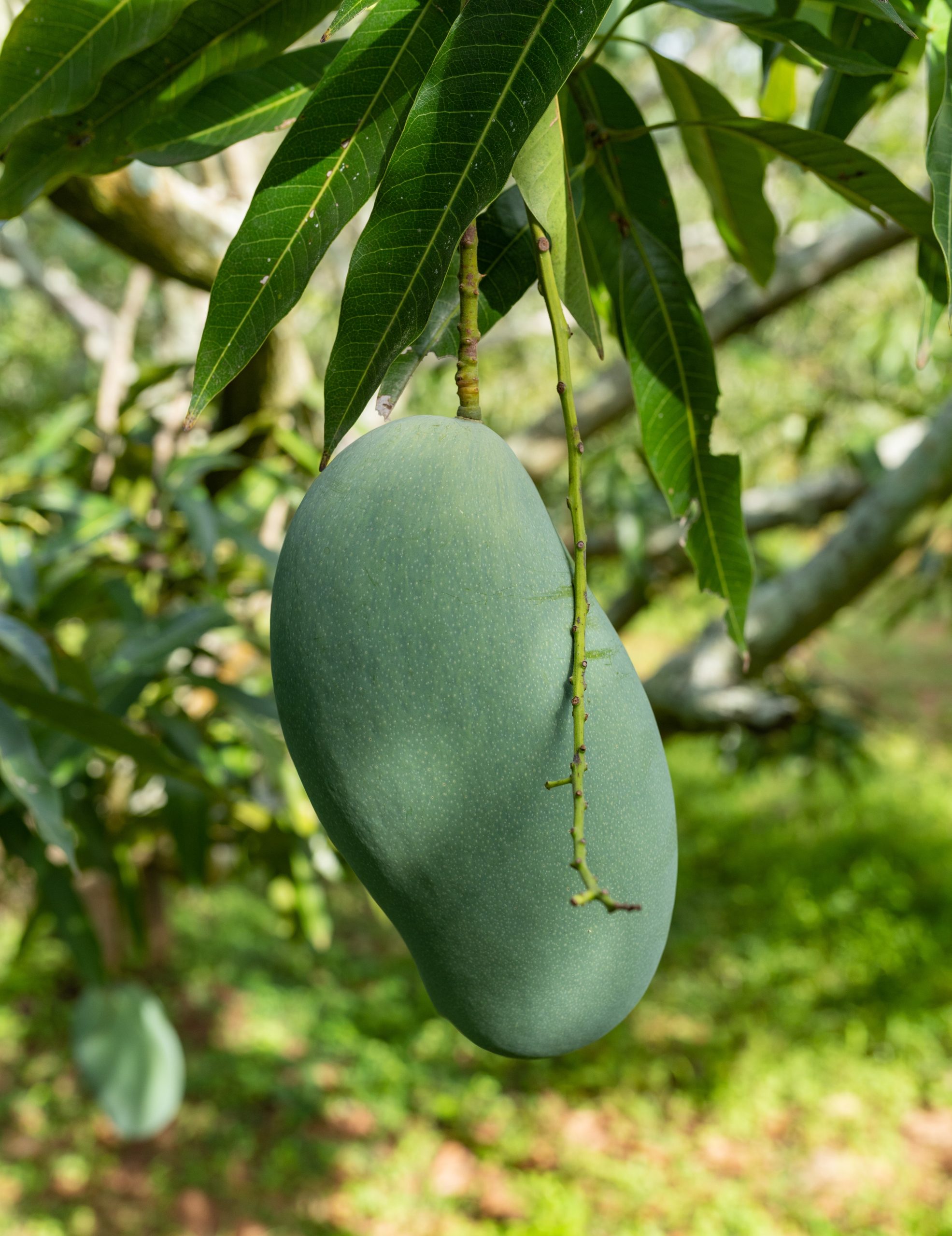 Mallika mango tree plant - বাগান বিলাস